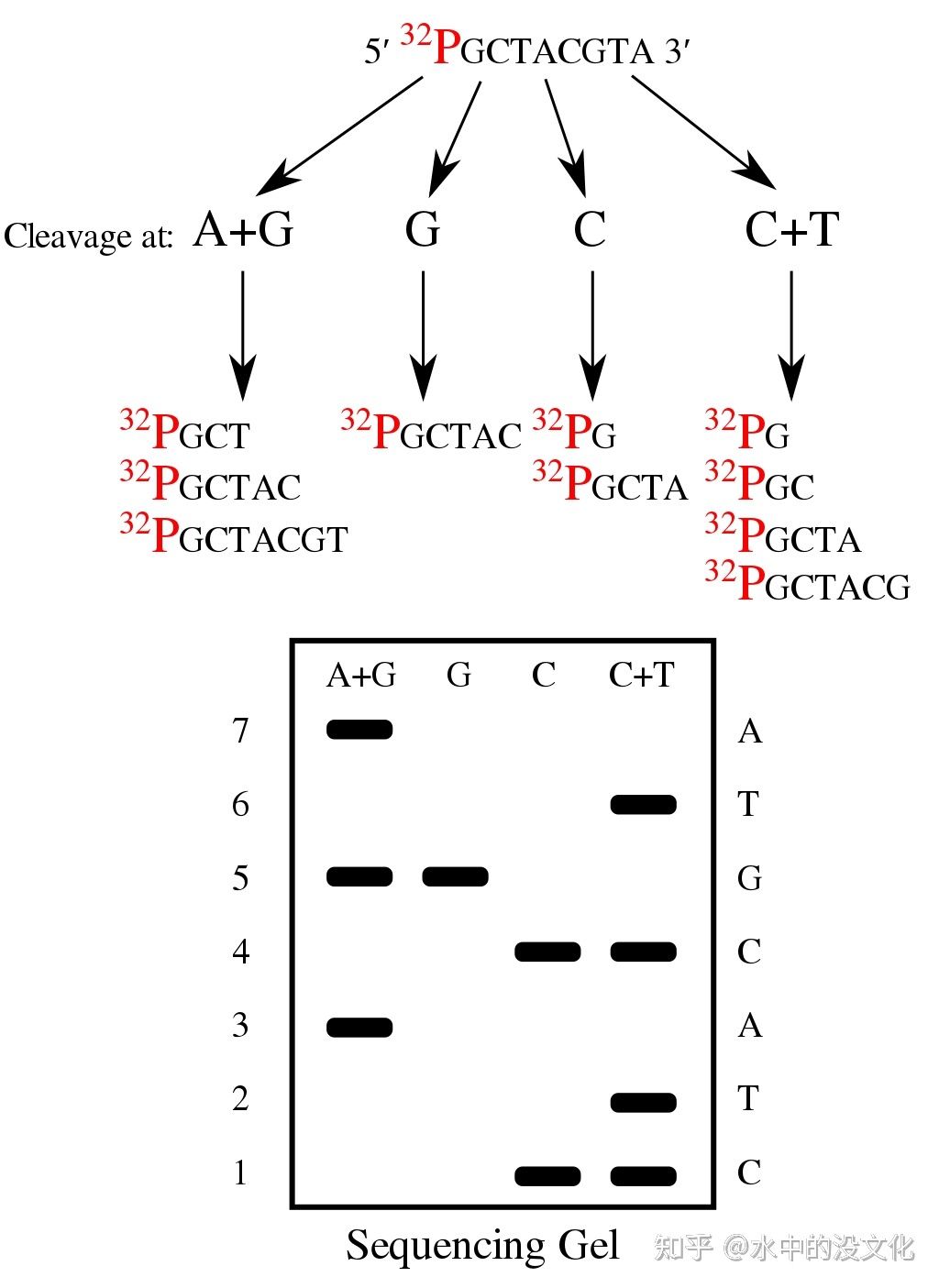 【给AI从业者看的生物知识】DNA测序（一）——第一代测 ...850 / 作者:15254714558 / 帖子ID:109388