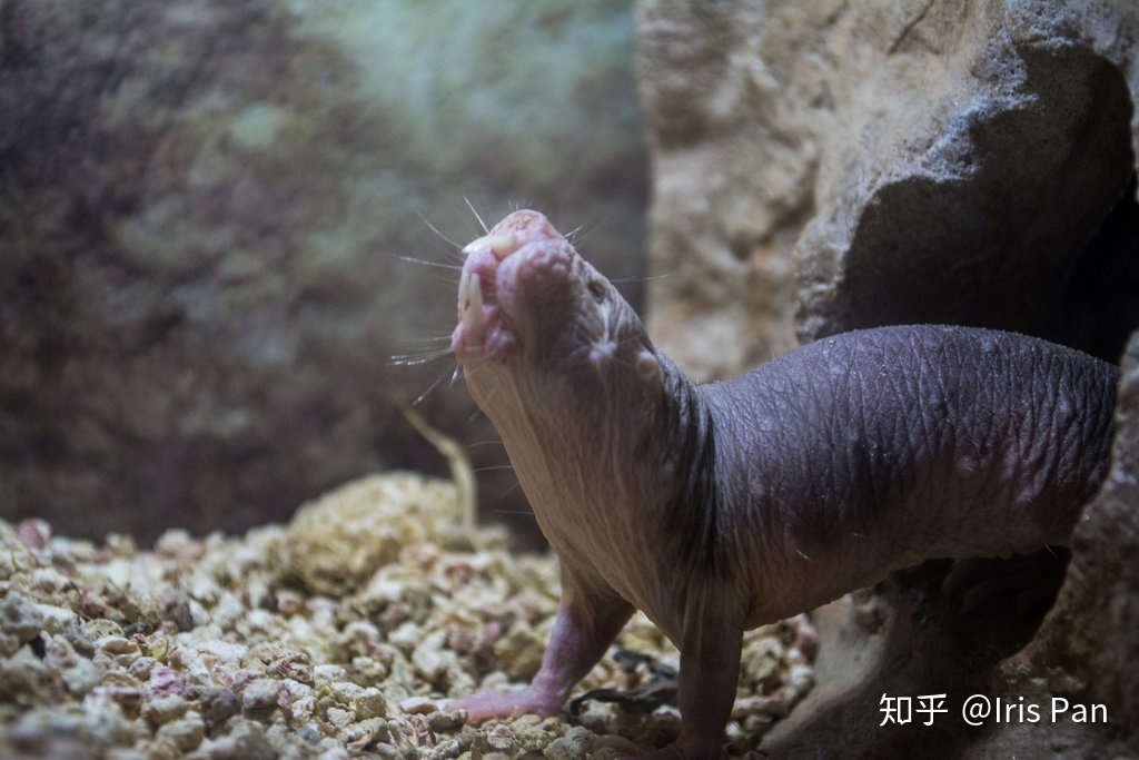 生物学中有哪些好玩的知识？523 / 作者:猥琐大叔求教pv / 帖子ID:110093