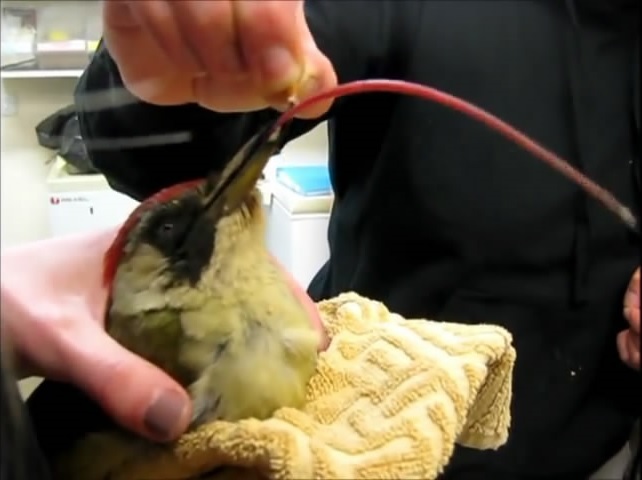 生物学中有哪些好玩的知识？926 / 作者:老鼠飞出亚洲言 / 帖子ID:110093