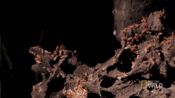 生物学中有哪些好玩的知识？148 / 作者:老鼠飞出亚洲言 / 帖子ID:110093