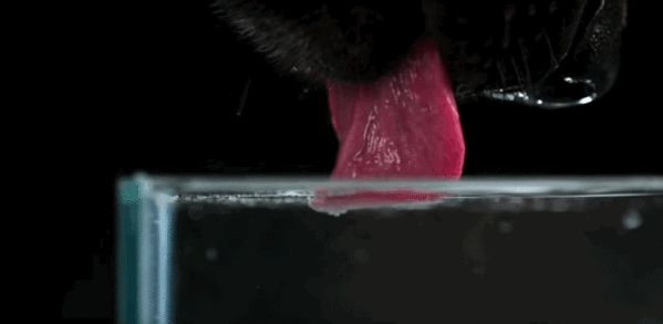 生物学中有哪些好玩的知识？334 / 作者:老鼠飞出亚洲言 / 帖子ID:110093