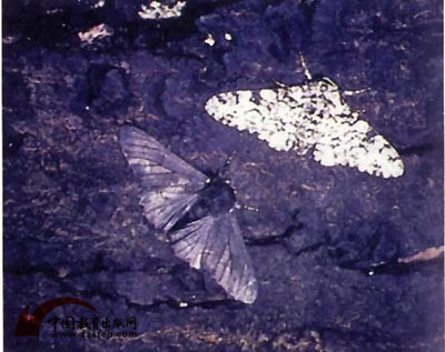 生物学中有哪些好玩的知识？411 / 作者:123457297 / 帖子ID:110093