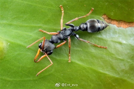 生物学中有哪些好玩的知识？580 / 作者:123457297 / 帖子ID:110093