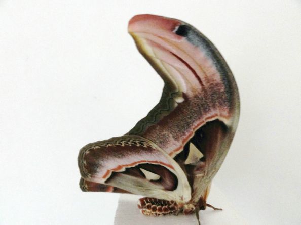 生物学中有哪些好玩的知识？966 / 作者:123457297 / 帖子ID:110093