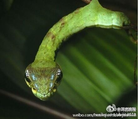 生物学中有哪些好玩的知识？299 / 作者:123457297 / 帖子ID:110093