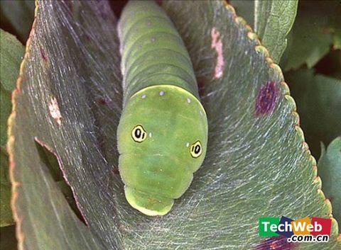 生物学中有哪些好玩的知识？925 / 作者:123457297 / 帖子ID:110093