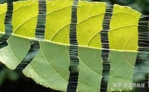 杜仲叶提取物在生物学上功能有哪些？这5点很重要990 / 作者:忆神姆原们 / 帖子ID:110149