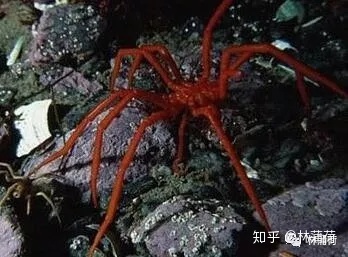《天坑鹰猎》中有哪些细思极恐的地方？571 / 作者:柔柔树呆熊呆j / 帖子ID:110159