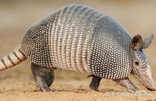 拉美大陆上的神奇动植物945 / 作者:炒股初哥春 / 帖子ID:110241