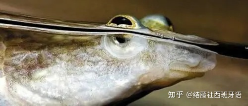 拉美大陆上的神奇动植物558 / 作者:炒股初哥春 / 帖子ID:110241