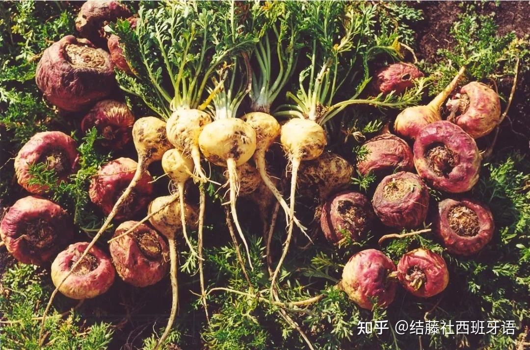 拉美大陆上的神奇动植物985 / 作者:炒股初哥春 / 帖子ID:110241