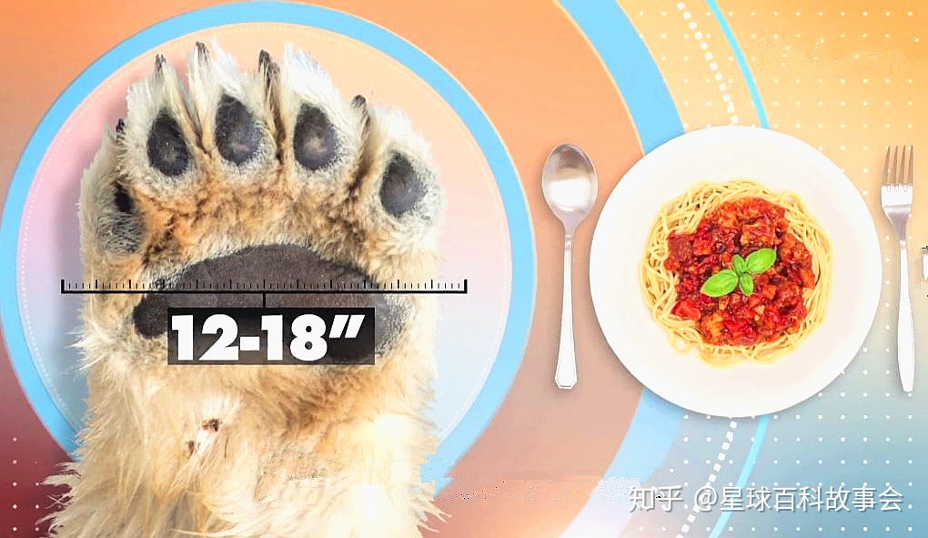 北极熊获得七个世界之最，其存在的机理让科学家始终研究不透545 / 作者:尹恩沛 / 帖子ID:110431
