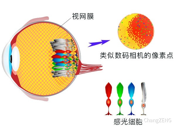为什么外星人眼睛这么大？180 / 作者:叶505 / 帖子ID:110476