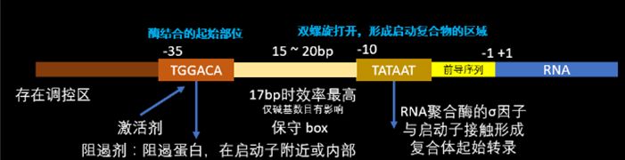 知识树：分子生物学基础知识要点——从基因组到生命体445 / 作者:兰905 / 帖子ID:110715