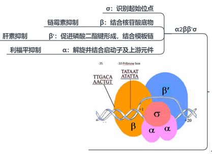 知识树：分子生物学基础知识要点——从基因组到生命体688 / 作者:兰905 / 帖子ID:110715