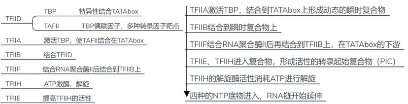 知识树：分子生物学基础知识要点——从基因组到生命体792 / 作者:兰905 / 帖子ID:110715