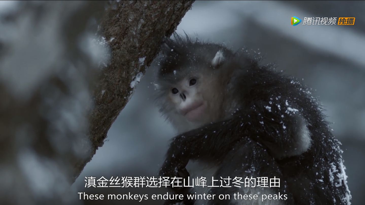 如何评价BBC纪录片《从太空看地球》？848 / 作者:养律思脑 / 帖子ID:111096
