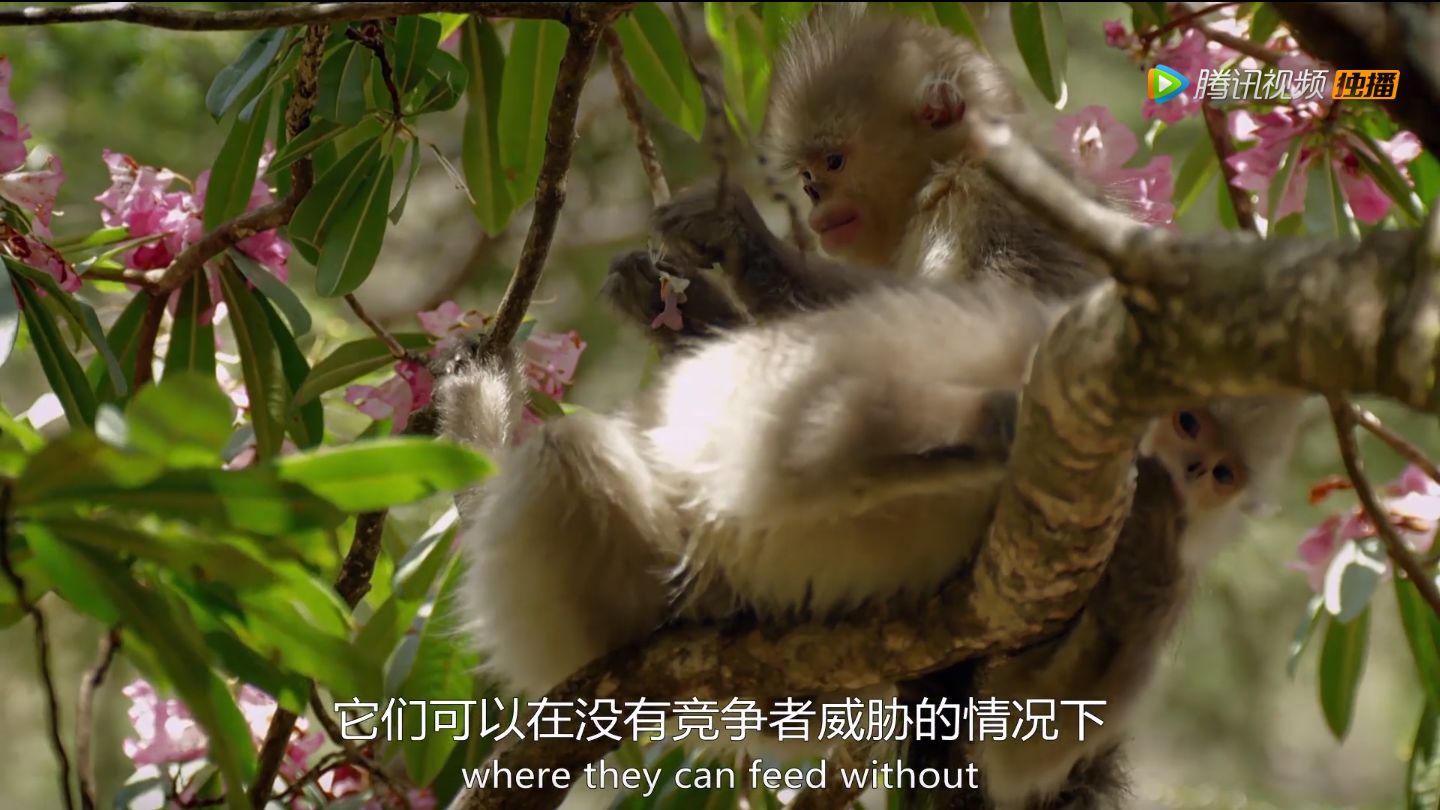 如何评价BBC纪录片《从太空看地球》？591 / 作者:养律思脑 / 帖子ID:111096