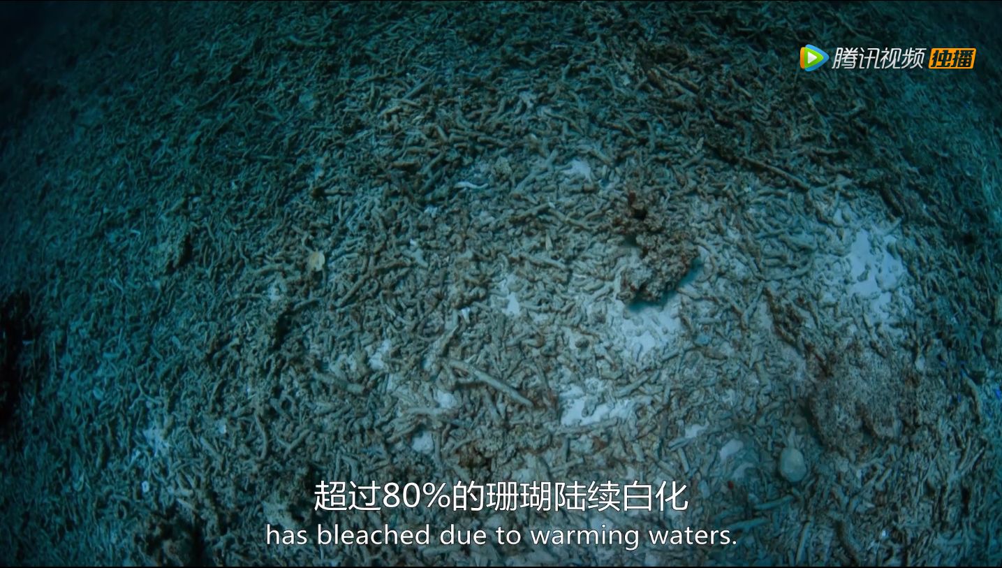 如何评价BBC纪录片《从太空看地球》？985 / 作者:养律思脑 / 帖子ID:111096