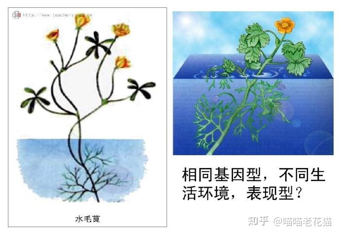 生物心理学笔记1 / 作者:魔幻双琪座双q / 帖子ID:111247
