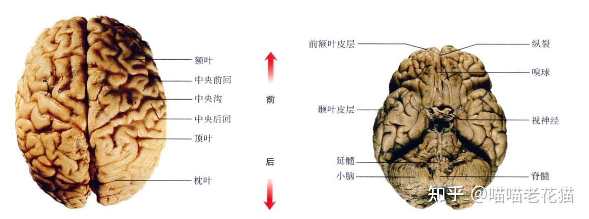 生物心理学笔记67 / 作者:魔幻双琪座双q / 帖子ID:111247