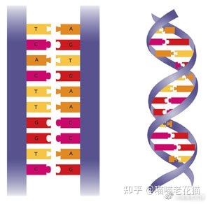 生物心理学笔记418 / 作者:魔幻双琪座双q / 帖子ID:111247