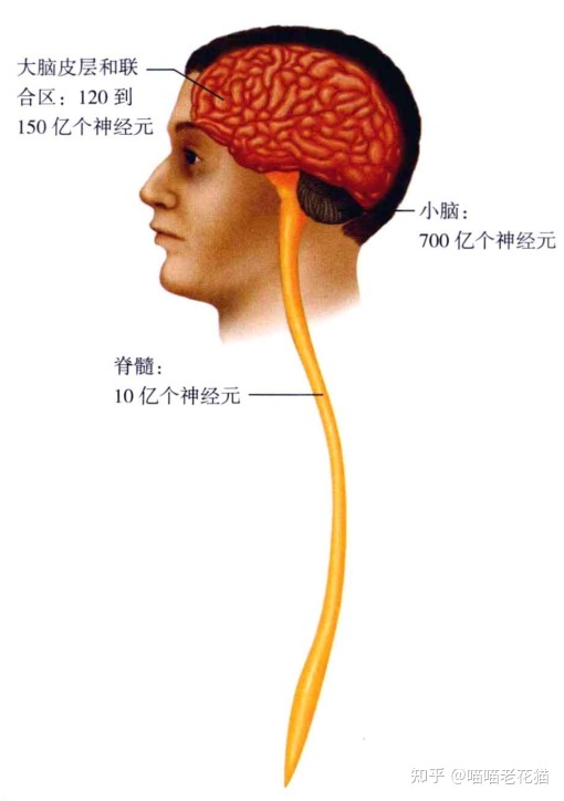 生物心理学笔记911 / 作者:魔幻双琪座双q / 帖子ID:111247
