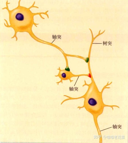 生物心理学笔记758 / 作者:魔幻双琪座双q / 帖子ID:111247