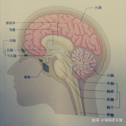 生物心理学笔记701 / 作者:魔幻双琪座双q / 帖子ID:111247