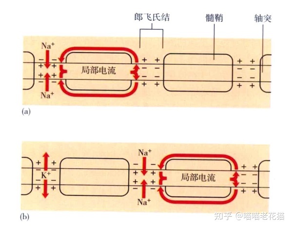 生物心理学笔记739 / 作者:魔幻双琪座双q / 帖子ID:111247