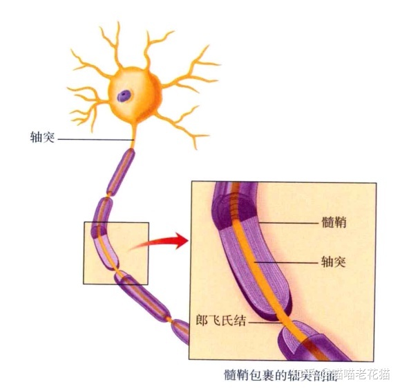 生物心理学笔记52 / 作者:魔幻双琪座双q / 帖子ID:111247