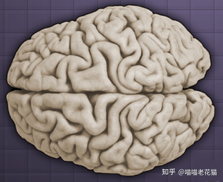 生物心理学笔记747 / 作者:魔幻双琪座双q / 帖子ID:111247