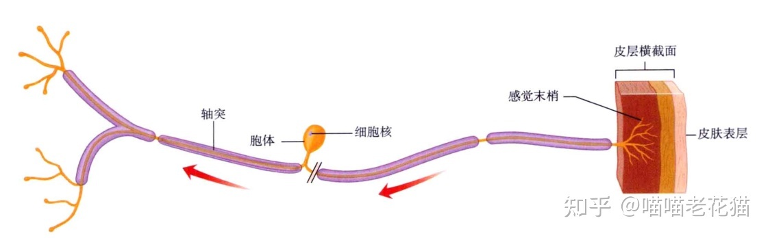 生物心理学笔记741 / 作者:魔幻双琪座双q / 帖子ID:111247
