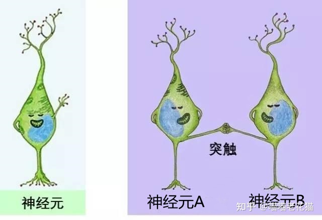 生物心理学笔记861 / 作者:魔幻双琪座双q / 帖子ID:111247