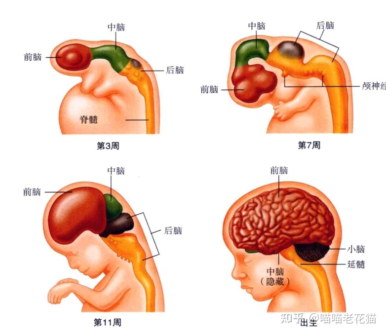 生物心理学笔记401 / 作者:魔幻双琪座双q / 帖子ID:111247