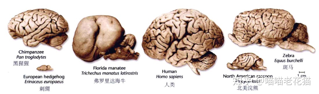 生物心理学笔记11 / 作者:魔幻双琪座双q / 帖子ID:111247