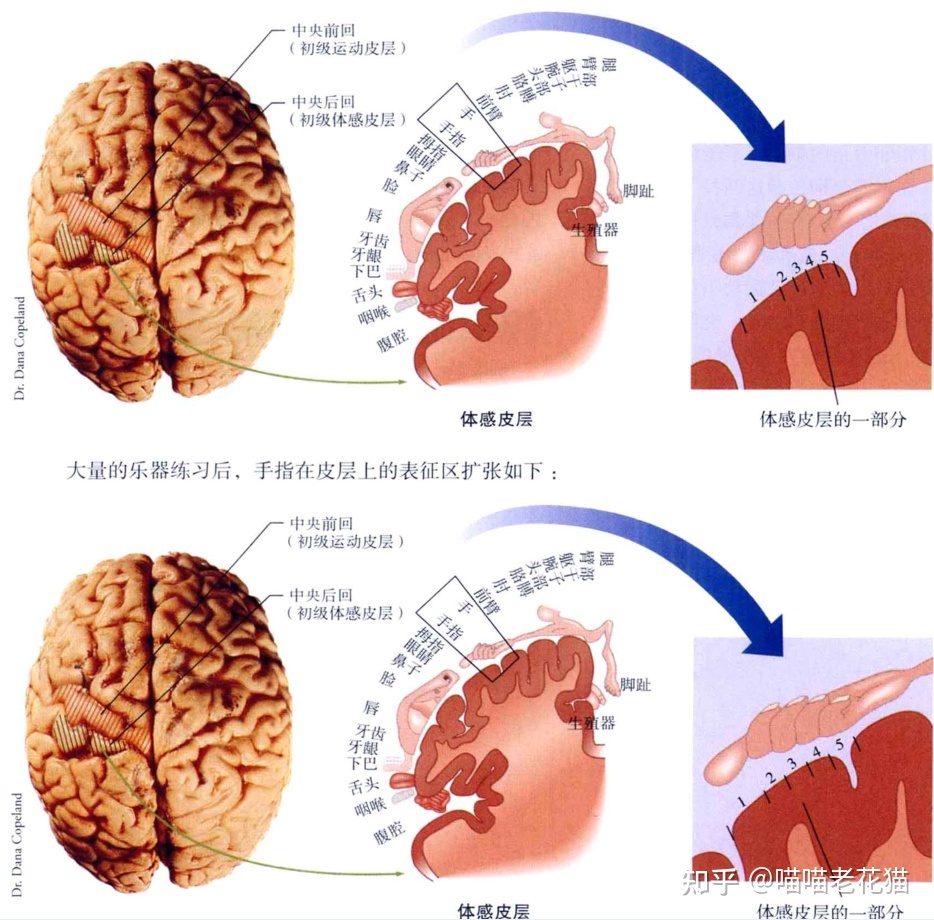 生物心理学笔记860 / 作者:魔幻双琪座双q / 帖子ID:111247