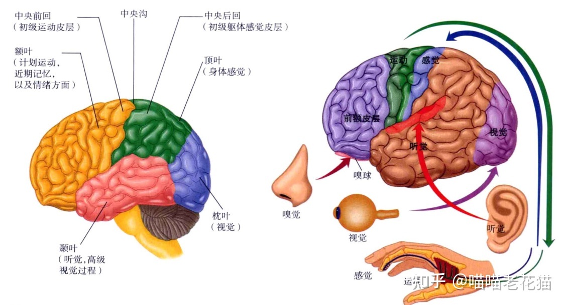生物心理学笔记93 / 作者:魔幻双琪座双q / 帖子ID:111247