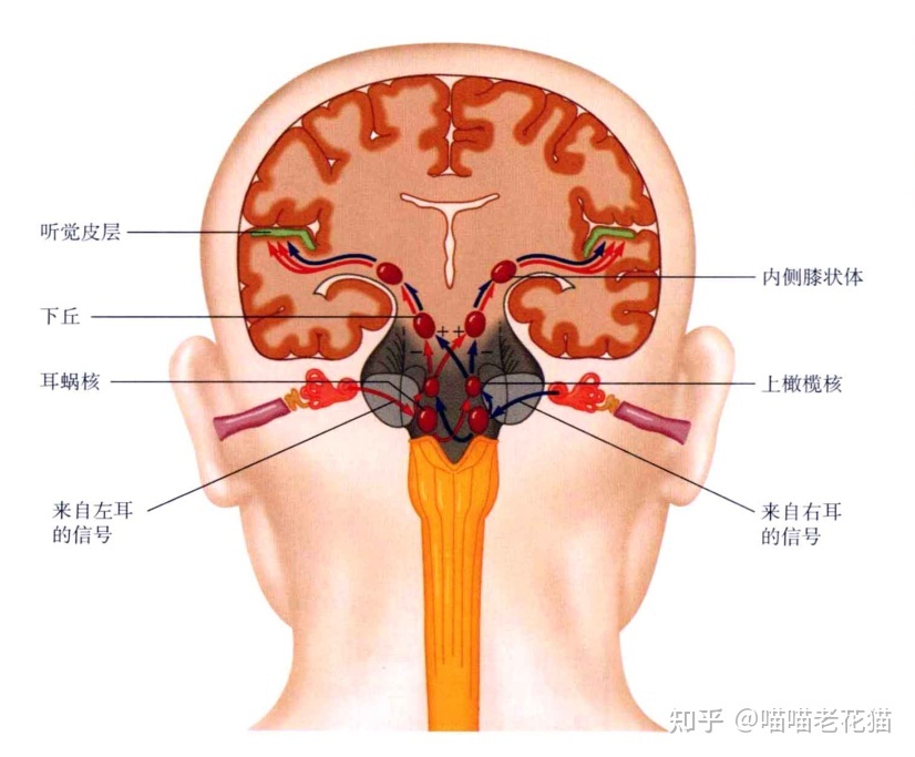 生物心理学笔记143 / 作者:魔幻双琪座双q / 帖子ID:111247