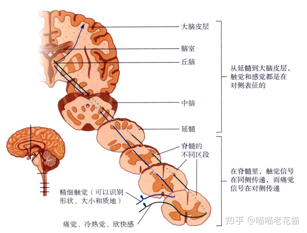 生物心理学笔记44 / 作者:魔幻双琪座双q / 帖子ID:111247