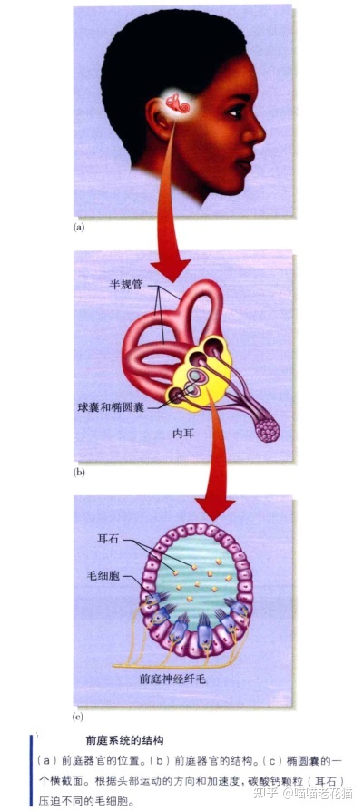 生物心理学笔记69 / 作者:魔幻双琪座双q / 帖子ID:111247