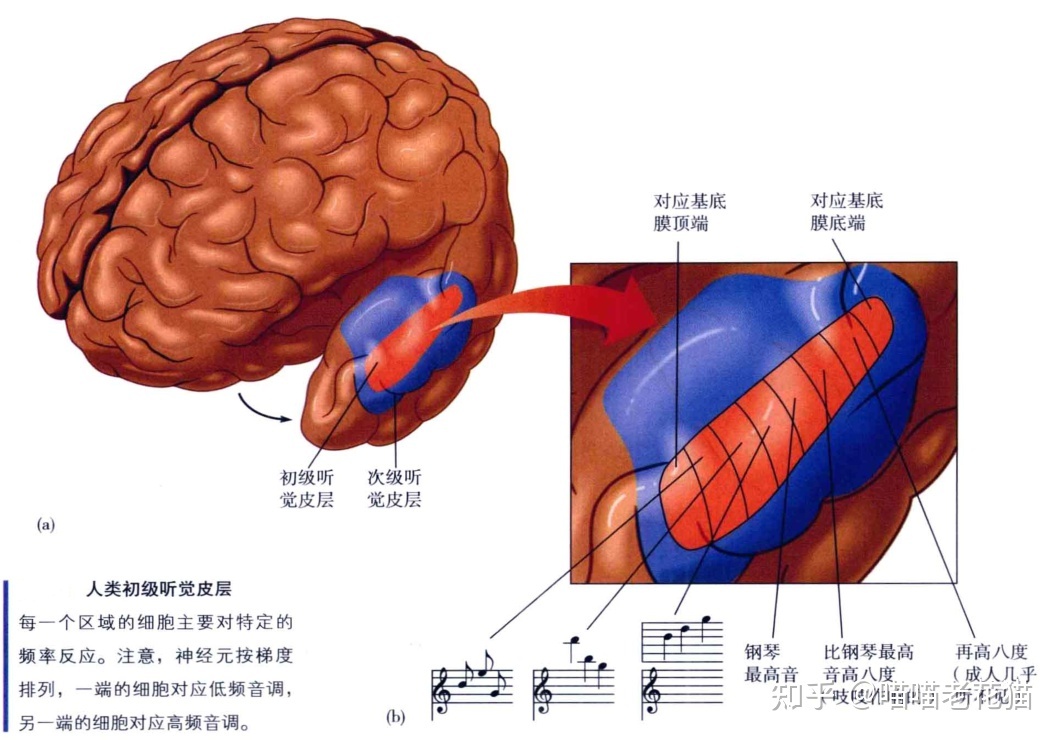 生物心理学笔记619 / 作者:魔幻双琪座双q / 帖子ID:111247