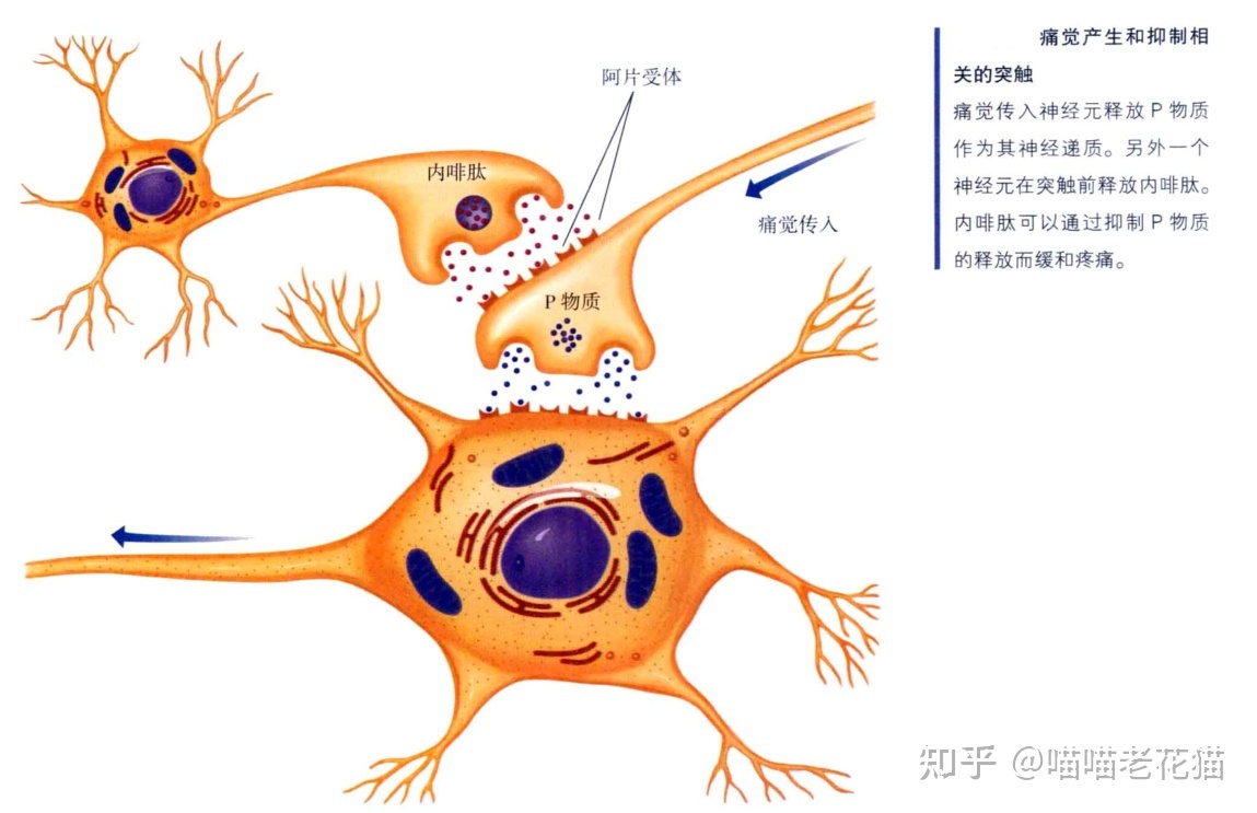 生物心理学笔记254 / 作者:魔幻双琪座双q / 帖子ID:111247