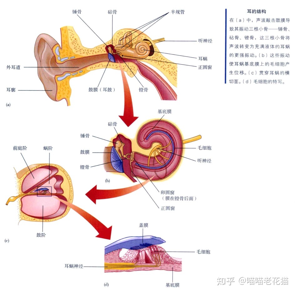 生物心理学笔记269 / 作者:魔幻双琪座双q / 帖子ID:111247