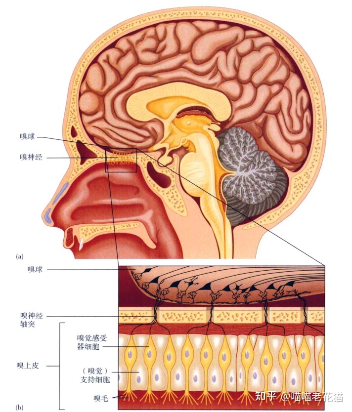 生物心理学笔记928 / 作者:魔幻双琪座双q / 帖子ID:111247