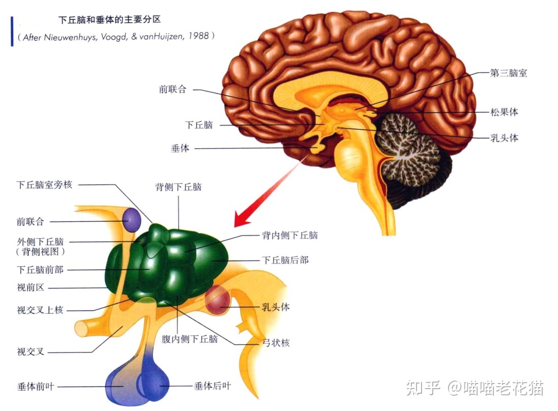 生物心理学笔记256 / 作者:魔幻双琪座双q / 帖子ID:111247