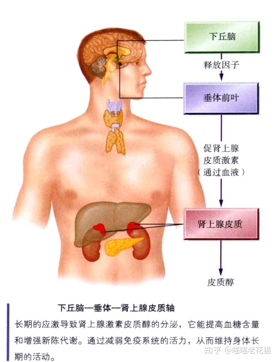 生物心理学笔记943 / 作者:魔幻双琪座双q / 帖子ID:111247