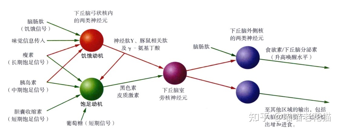生物心理学笔记945 / 作者:魔幻双琪座双q / 帖子ID:111247
