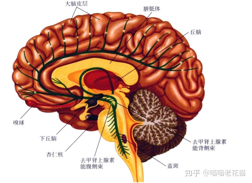 生物心理学笔记228 / 作者:魔幻双琪座双q / 帖子ID:111247