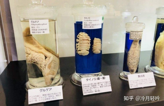 世界十大恐怖博物馆 寄生虫标本令人毛骨悚然702 / 作者:豪哥692 / 帖子ID:111312